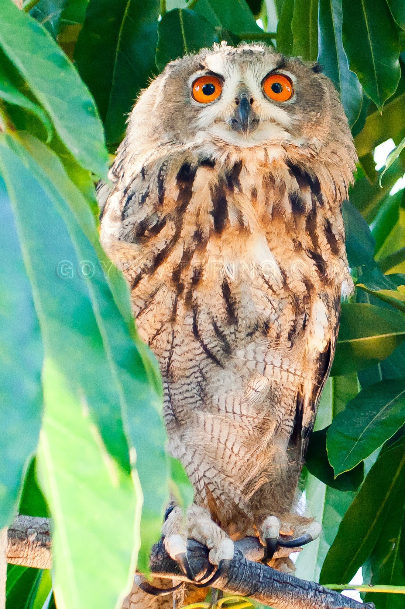 Owl. | Goyo Catering
